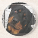 Personalized rottweiler drink coaster
