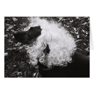 Personification Cards | Zazzle
