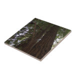 Perspective of the redwoods ceramic tile