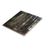 Perspective of the redwoods tile