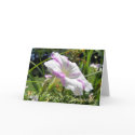 Perspective-With Deepest Sympathy cards