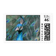 Pert Peacock Stamp