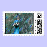 Pert Peacock Stamp stamps