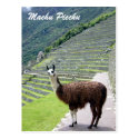 peru llama looks postcard