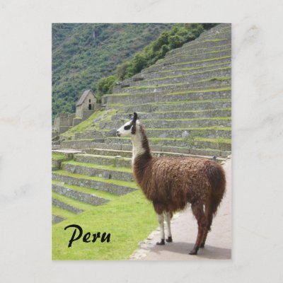 peru llama post card by cardart