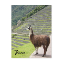 peru llama postcards by cardart peru llama postcards