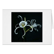 Peruvian Daffodil Cards