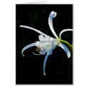 Peruvian Daffodil White Ribbons cards