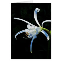 Peruvian Daffodil White Ribbons cards by EarthSmiles Peruvian Daffodil White Ribbons cards