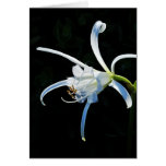 Peruvian Daffodil White Ribbons Greeting Card