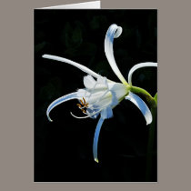 Peruvian Daffodil White Ribbons cards