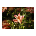 Peruvian Lilly posters