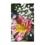 Peruvian Lily and gypsophila flower canvas print