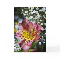 Peruvian Lily and gypsophila flower greetings card cards