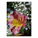 Peruvian Lily and gypsophila flower note card