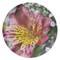 Peruvian Lily and gypsophila flower plate plates