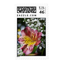 Peruvian Lily and gypsophila flower postage stamps stamps