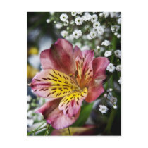 Peruvian Lily and gypsophila flower postcard postcards