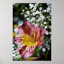 Peruvian Lily and gypsophila flower poster print posters