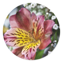 Peruvian Lily and gypsophila flower round stickers stickers