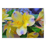 Peruvian Lily Greeting Cards