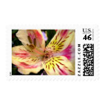 peruvian lily stamp