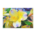Peruvian Lily Stretched Canvas Prints