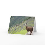 peruvian llama card