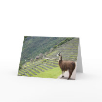 peruvian llama card