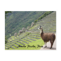 peruvian llama postcards by cardart peruvian llama postcards