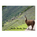peruvian llama postcard