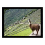 peruvian llama