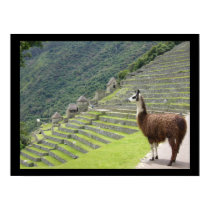 peruvian llama posters by cardart peruvian llama posters