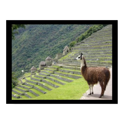 peruvian llama posters by cardart