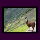 peruvian llama