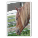 Peruvian Paso Gaited Horse Filly - Head cards by woozywu Peruvian Paso Gaited Horse Filly - Head cards