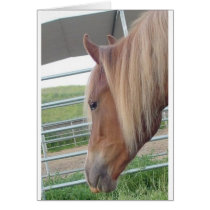 Peruvian Paso Gaited Horse Filly - Head cards