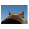 Peruvian Paso Gaited Horse Filly - Nose cards by woozywu Peruvian Paso Gaited Horse Filly - Nose cards