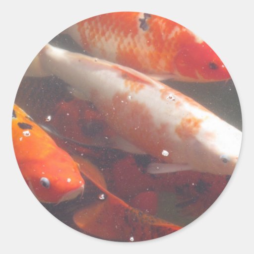 Pescados de Koi Pegatinas Redondas