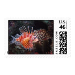 Pescados rojos franqueo
