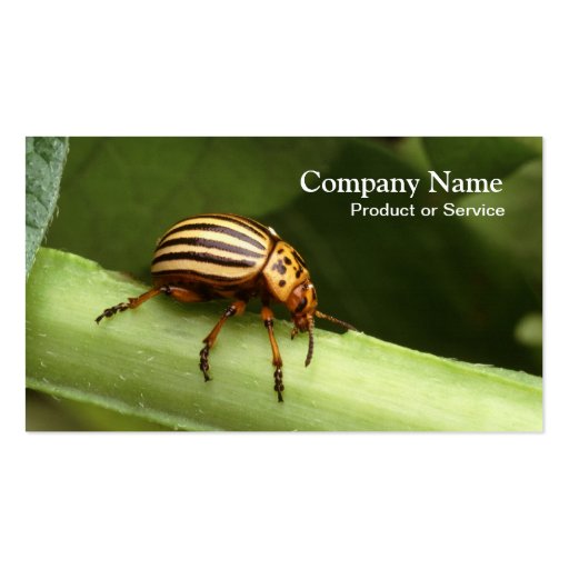 Pest control business card (front side)