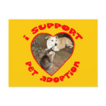 Pet Adoption Kitten With Pit bull