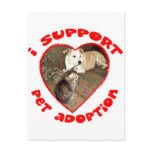 Pet Adoption Kitten With Pit bull Pet Adoption Kitten With Pit bull