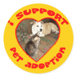 Pet Adoption Kitten With Pit bull Pet Adoption Kitten With Pit bull