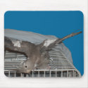 Pet Bird Watcha Doing mousepads by JKcoder Pet Bird Watcha Doing mousepads