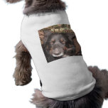 Pet Clothing Husky Collie Cross
