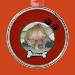 pet, christams, pet photo, dogs, family pet, photo