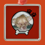 pet, christams, pet photo, dogs, family pet, photo