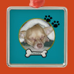 pet, christams, pet photo, dogs, family pet, photo
