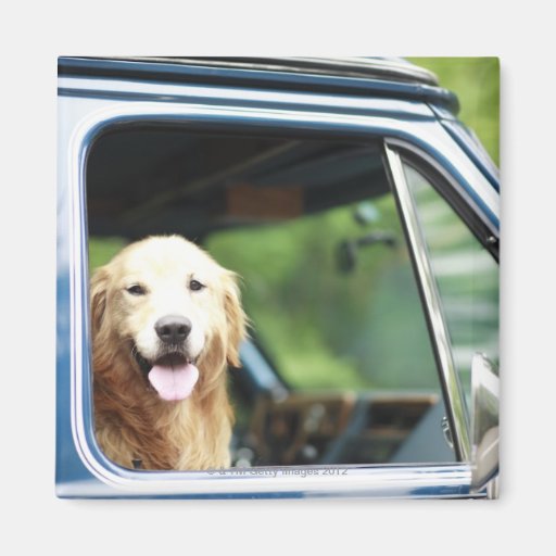 Dog Car Dog Car Designs for your Fridge & More